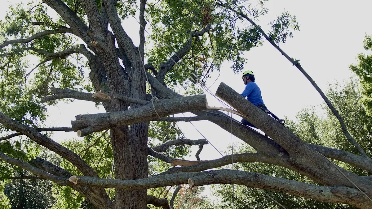 Professional Hazardous Tree Removal performed by certified arborists in Kirkman