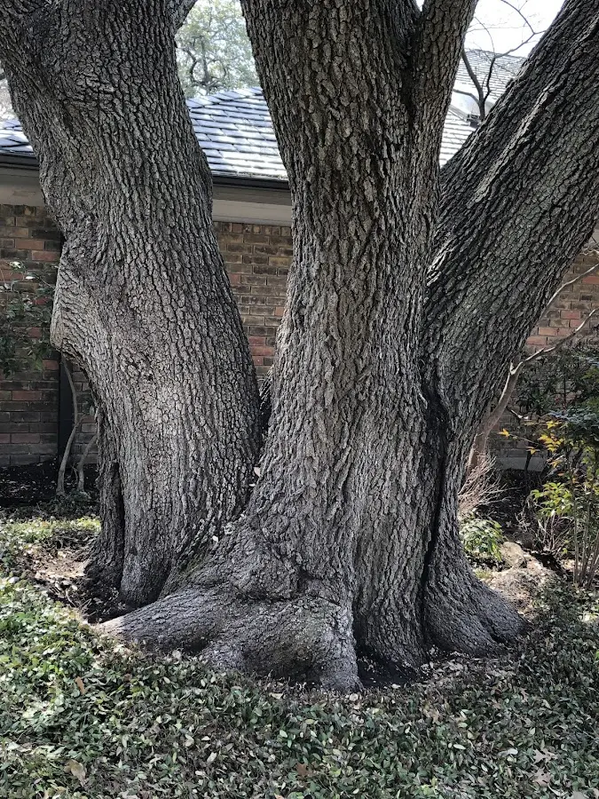 Mature heritage tree close to a Kirkman property cared for by certified arborists